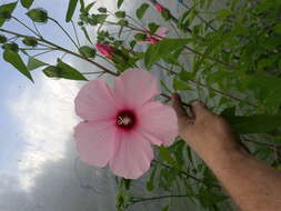 Image of Scarlet Rose-Mallow