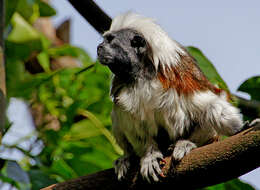 Image of cotton-top tamarin