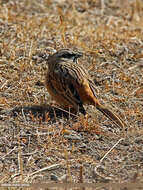 Image of European Rock Bunting