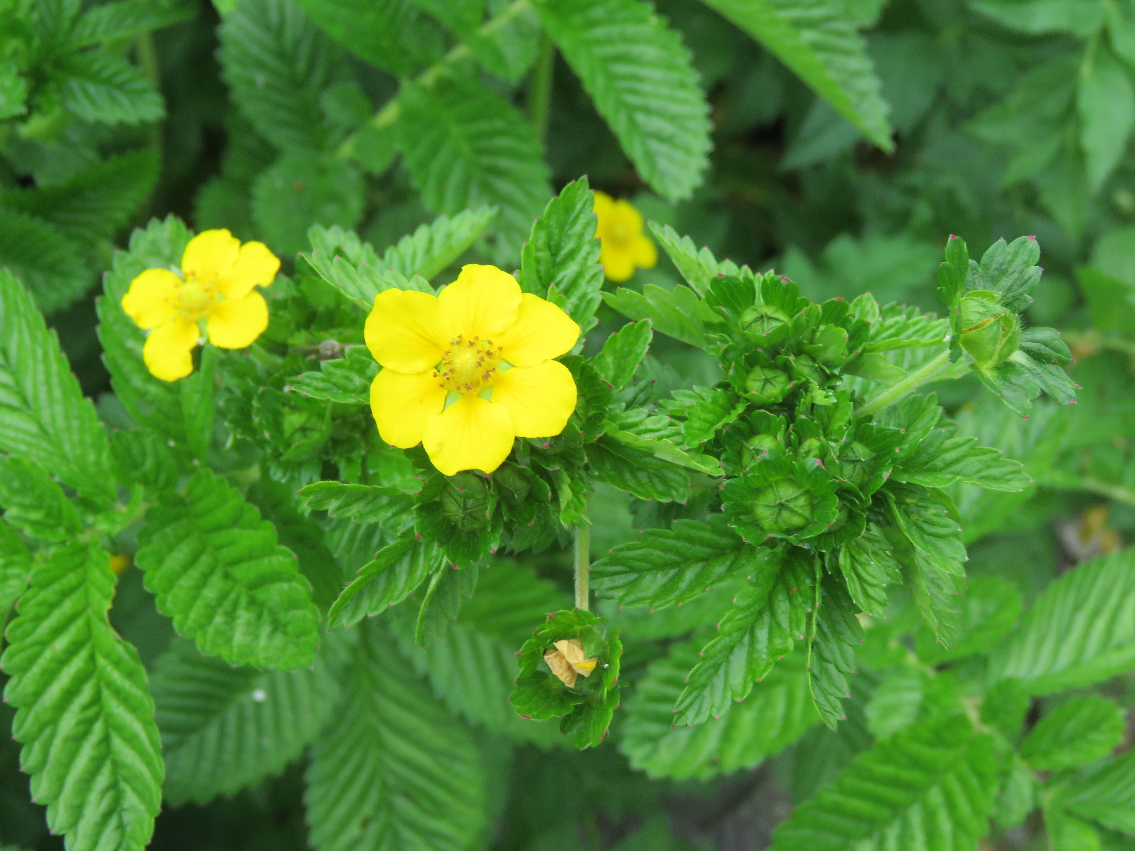 Image of Sibbaldia parviflora Willd.