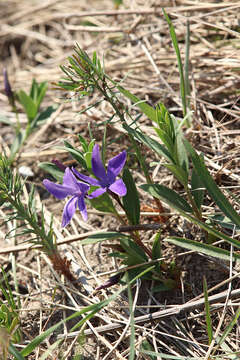 Image of herbaceous periwinkle