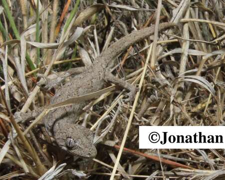 Image of Eastern Spiny-tailed Gecko