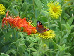 Image of Hooker's inula