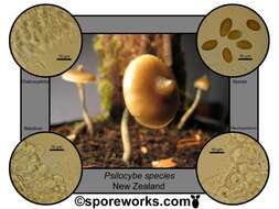 Imagem de Psilocybe angulospora Y. W. Wang & S. S. Tzean 2015