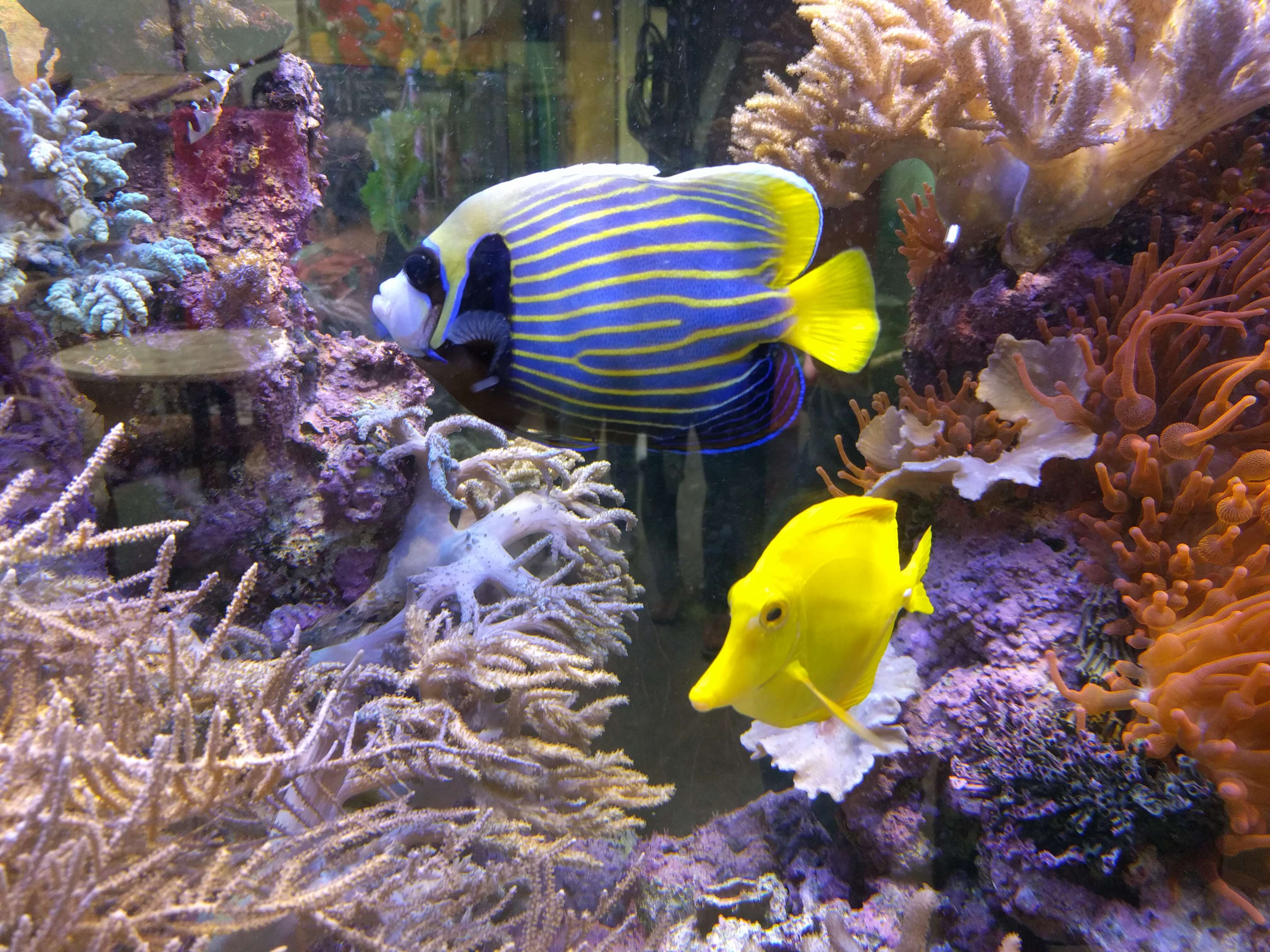 Image of Angelfish