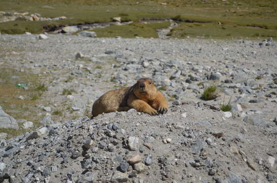 Image of Himalayan Marmot