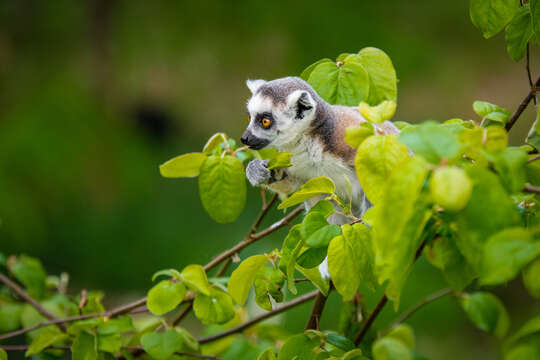 Image of Lemur Linnaeus 1758