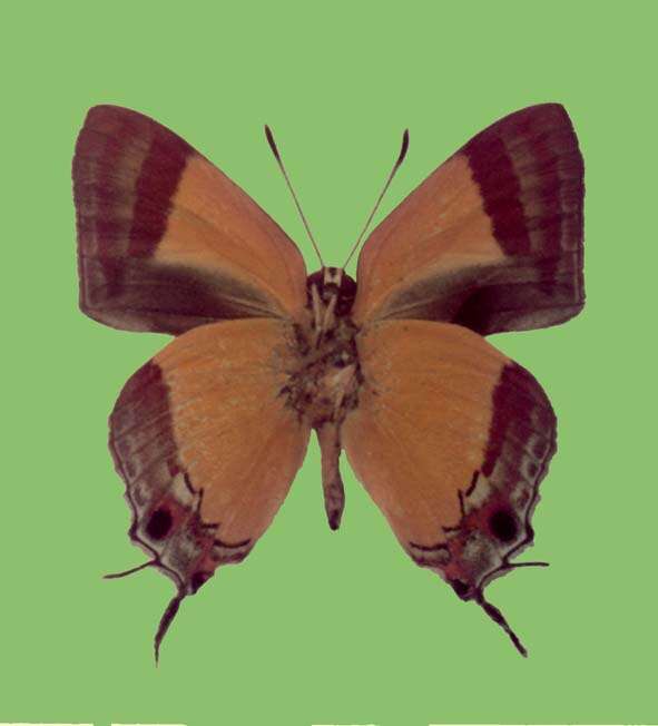 Image of Paruparo cebuensis (Jumalon 1975)