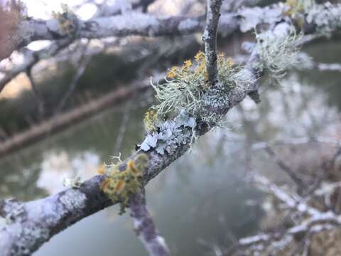 Image of teloschistes lichen