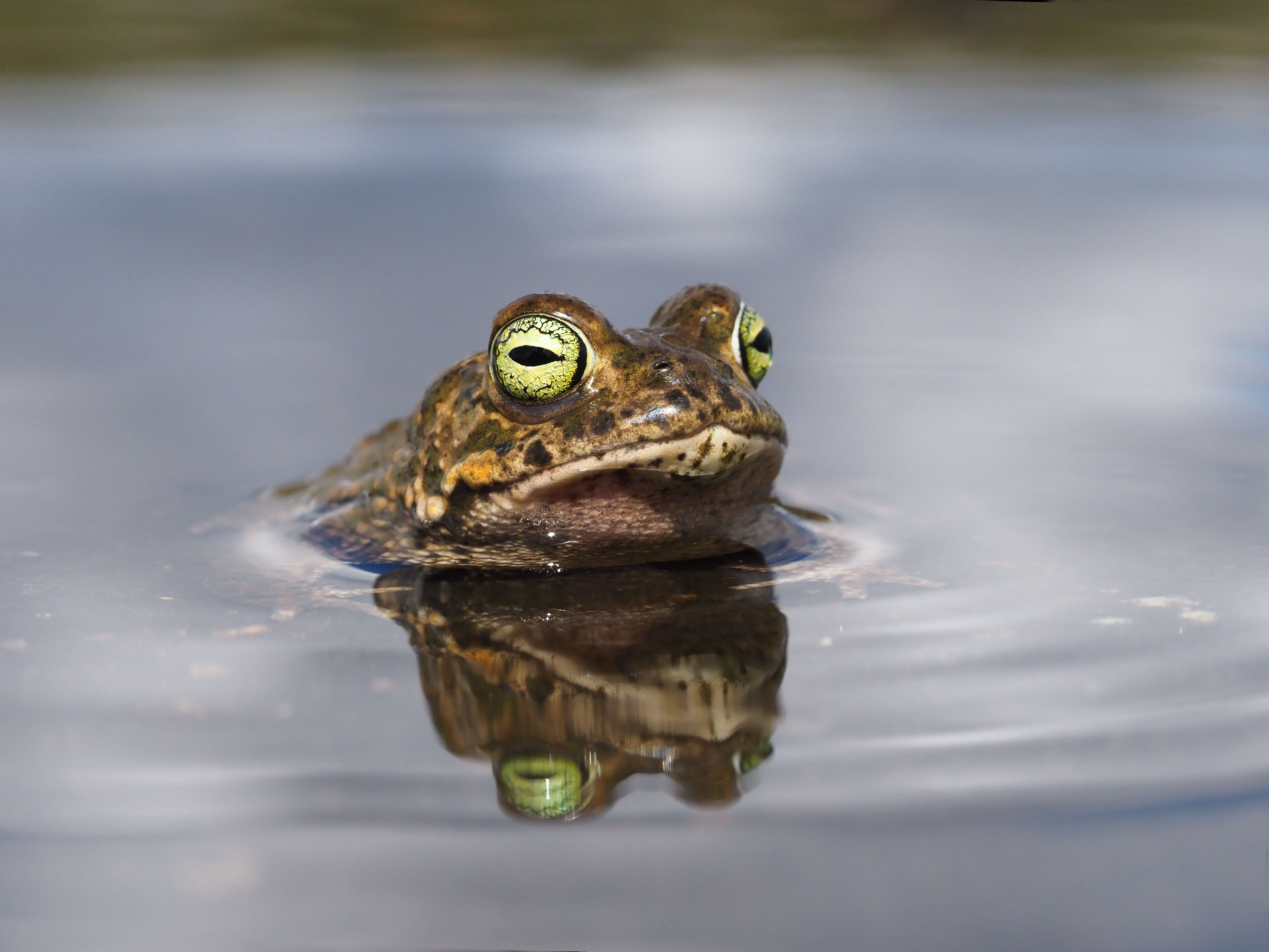 Image of Natterjack toad