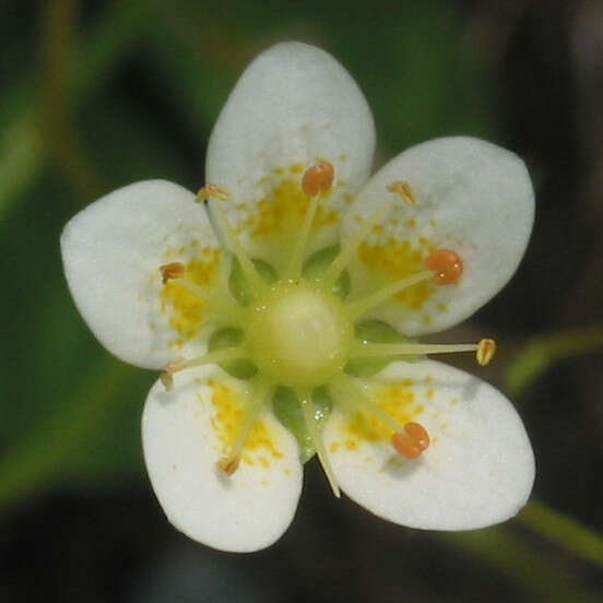 Imagem de Saxifraga aspera L.