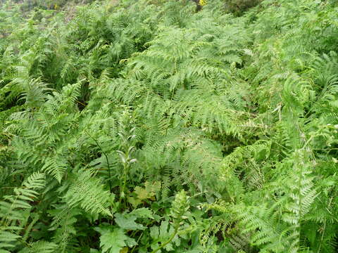 Image of Bracken