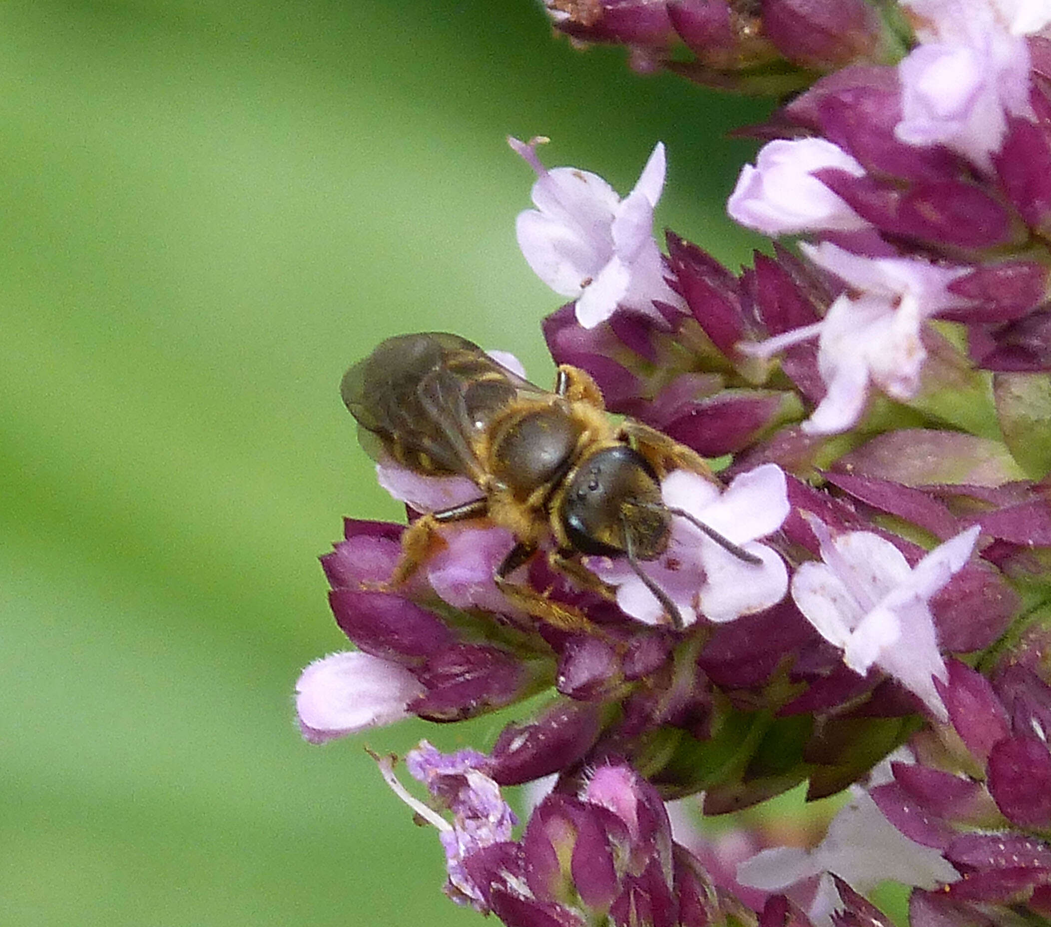 Plancia ëd Lasioglossum calceatum (Scopoli 1763)