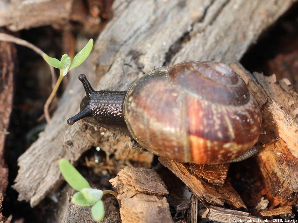 Image of Copse Snail