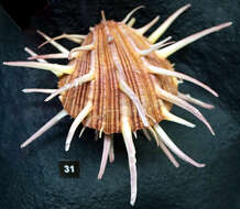 Imagem de Spondylus regius Linnaeus 1758