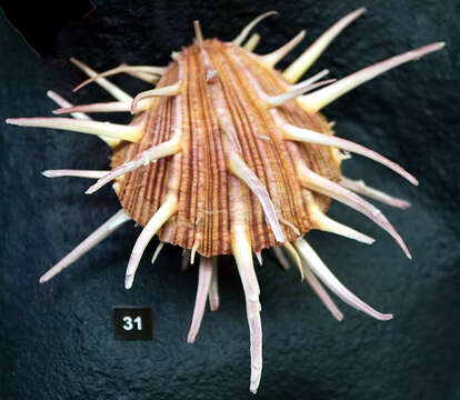 Image de Spondylus regius Linnaeus 1758