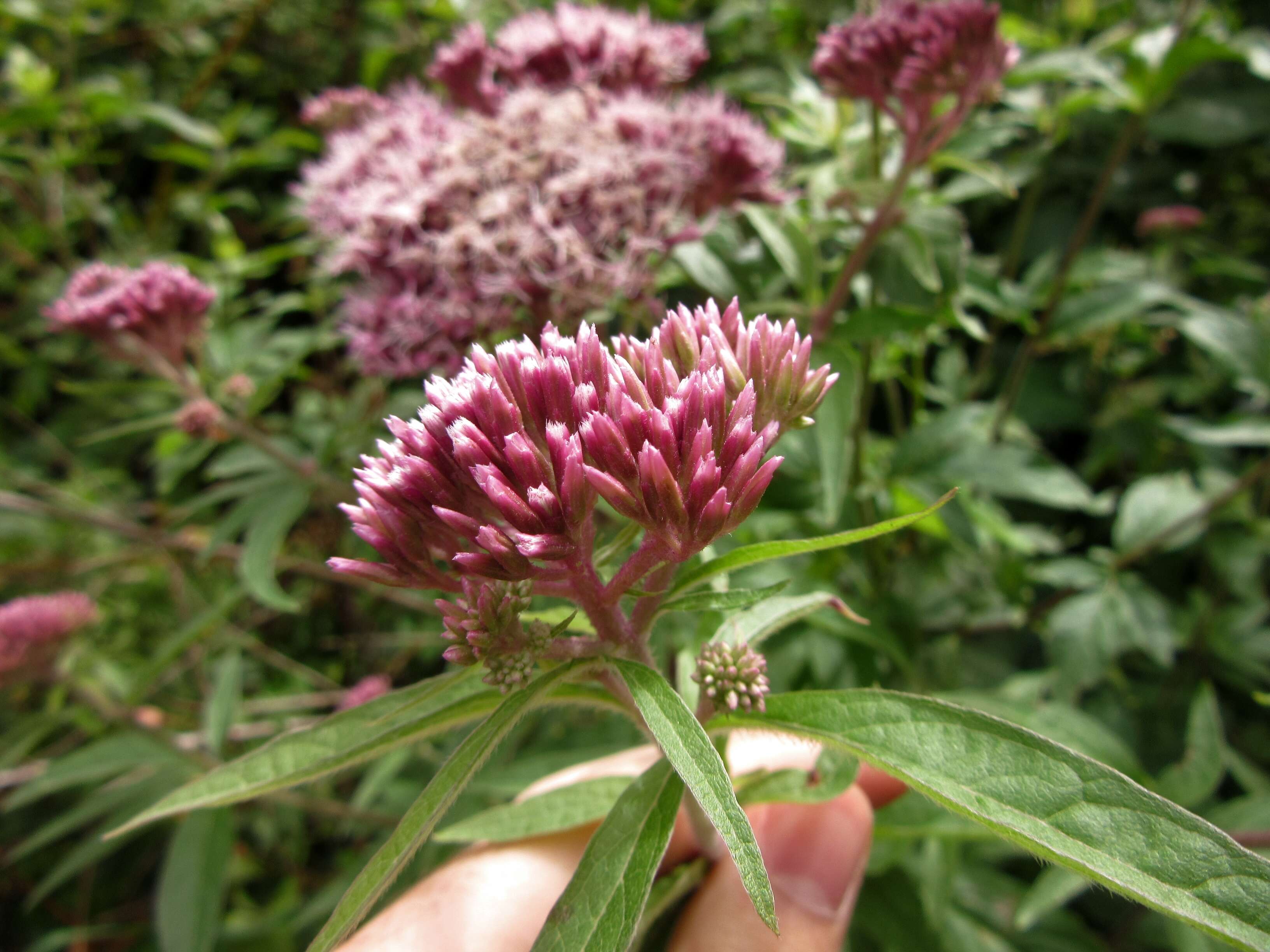 Image of hemp agrimony