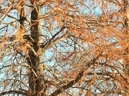 Image of American Mourning Dove