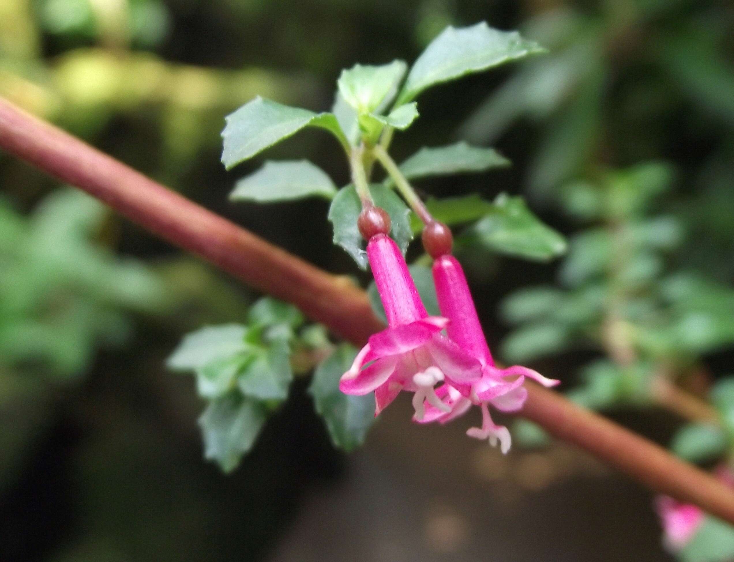 Image of Fuchsia microphylla Kunth