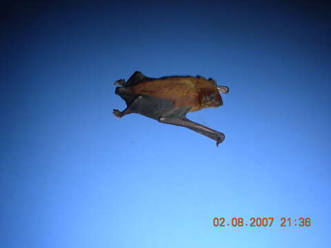 Image of Asiatic Lesser Yellow House Bat