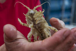 Image of Giant Antarctic isopod