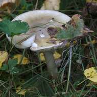 Image of Death cap