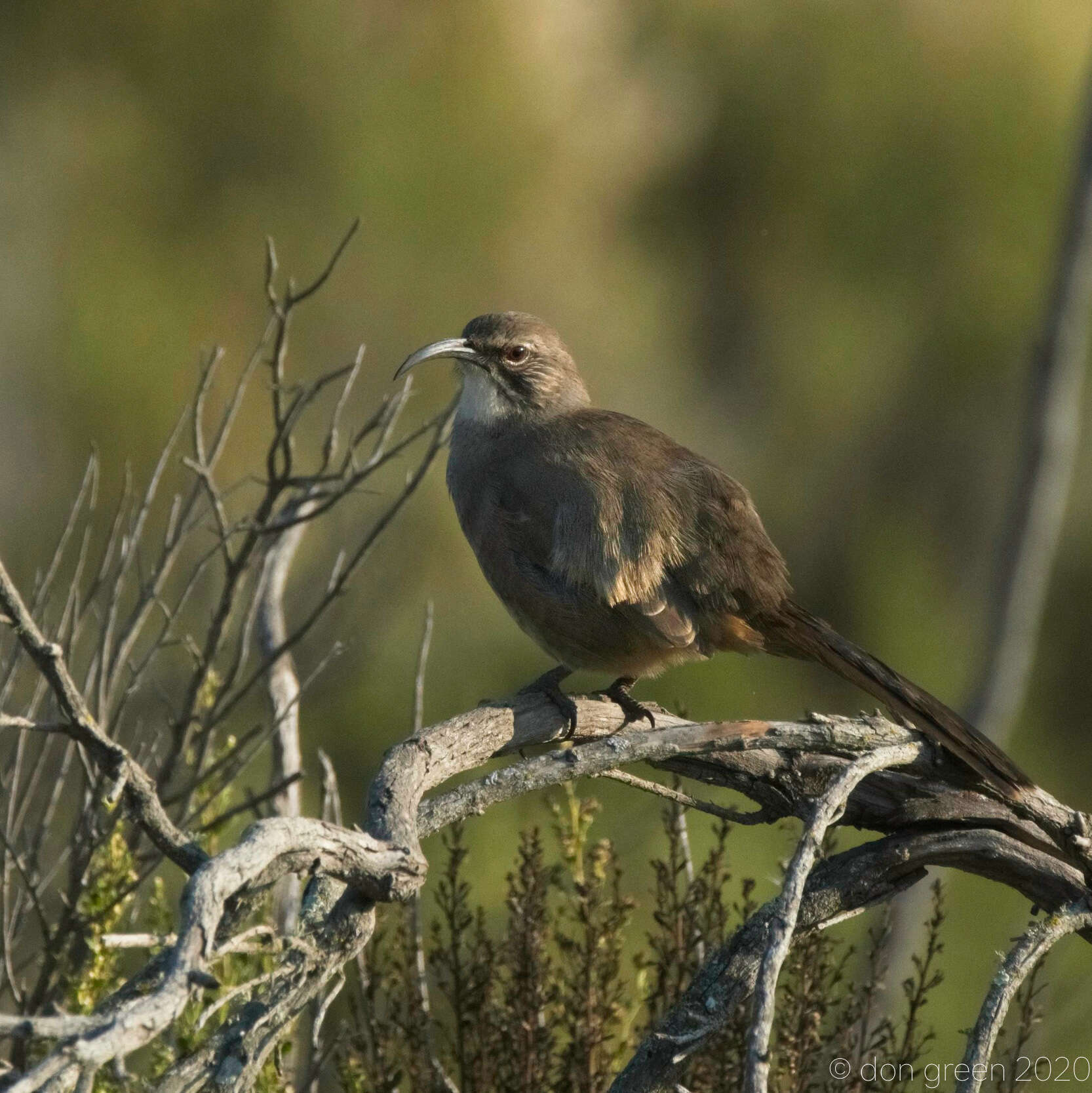 Imagem de Toxostoma redivivum (Gambel 1845)