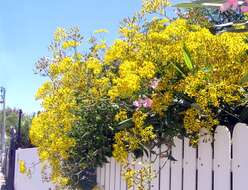 Image of creeping groundsel