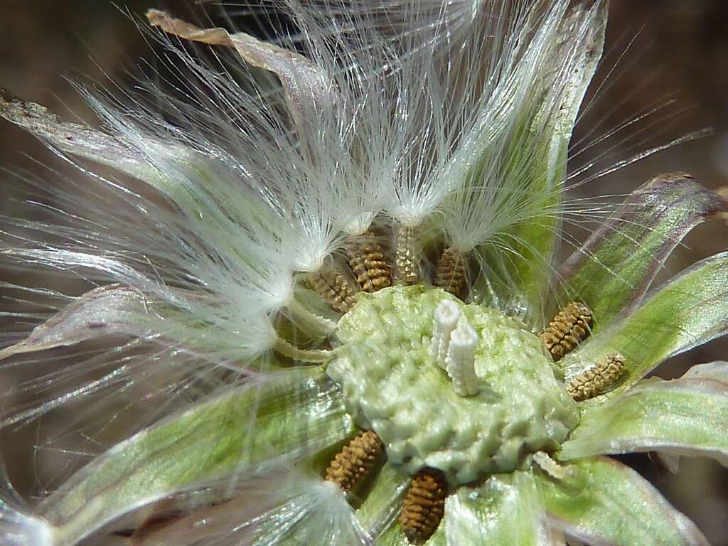 Image of False sowthistle