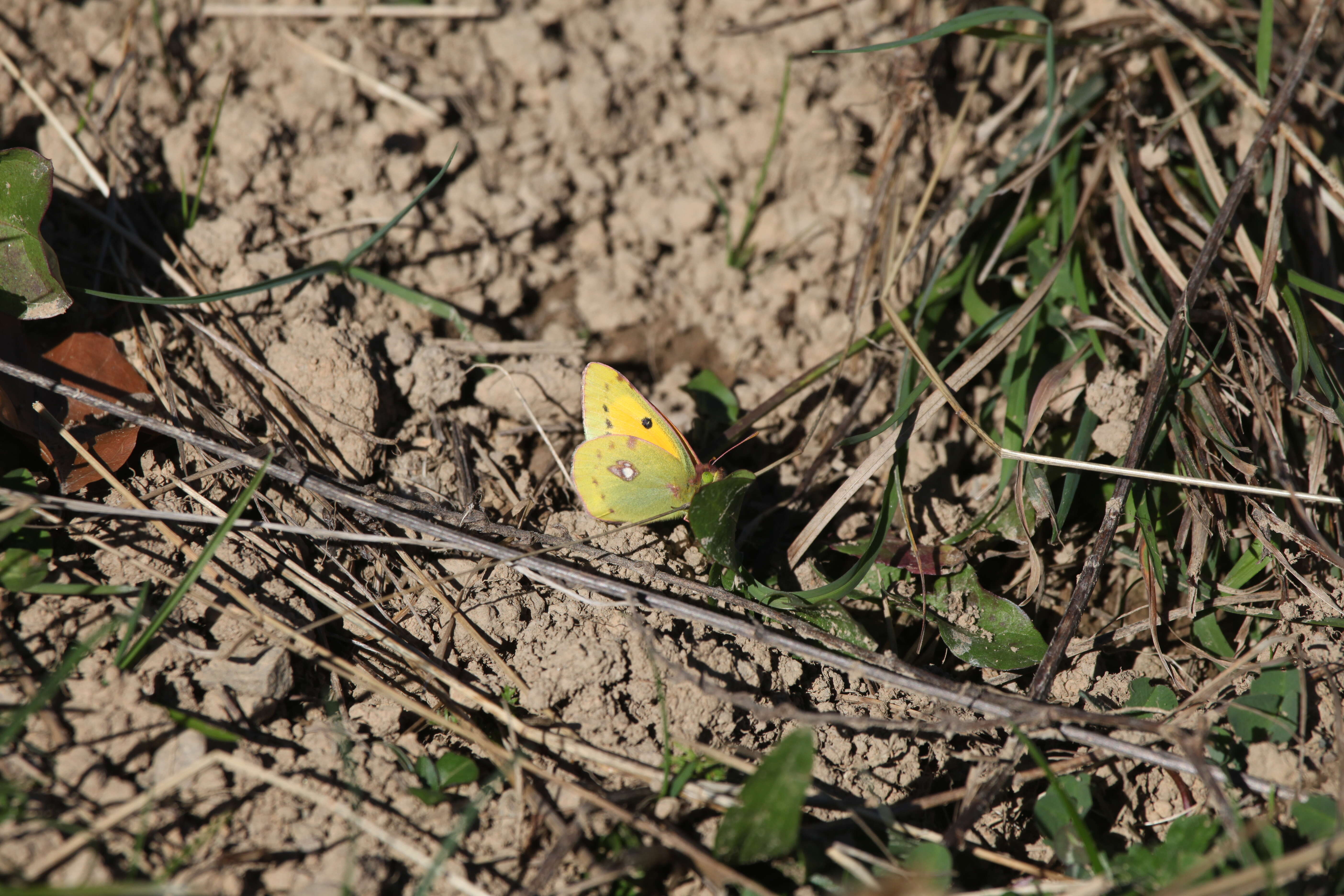 Image of clouded yellow