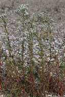 Image of Sneezeweed