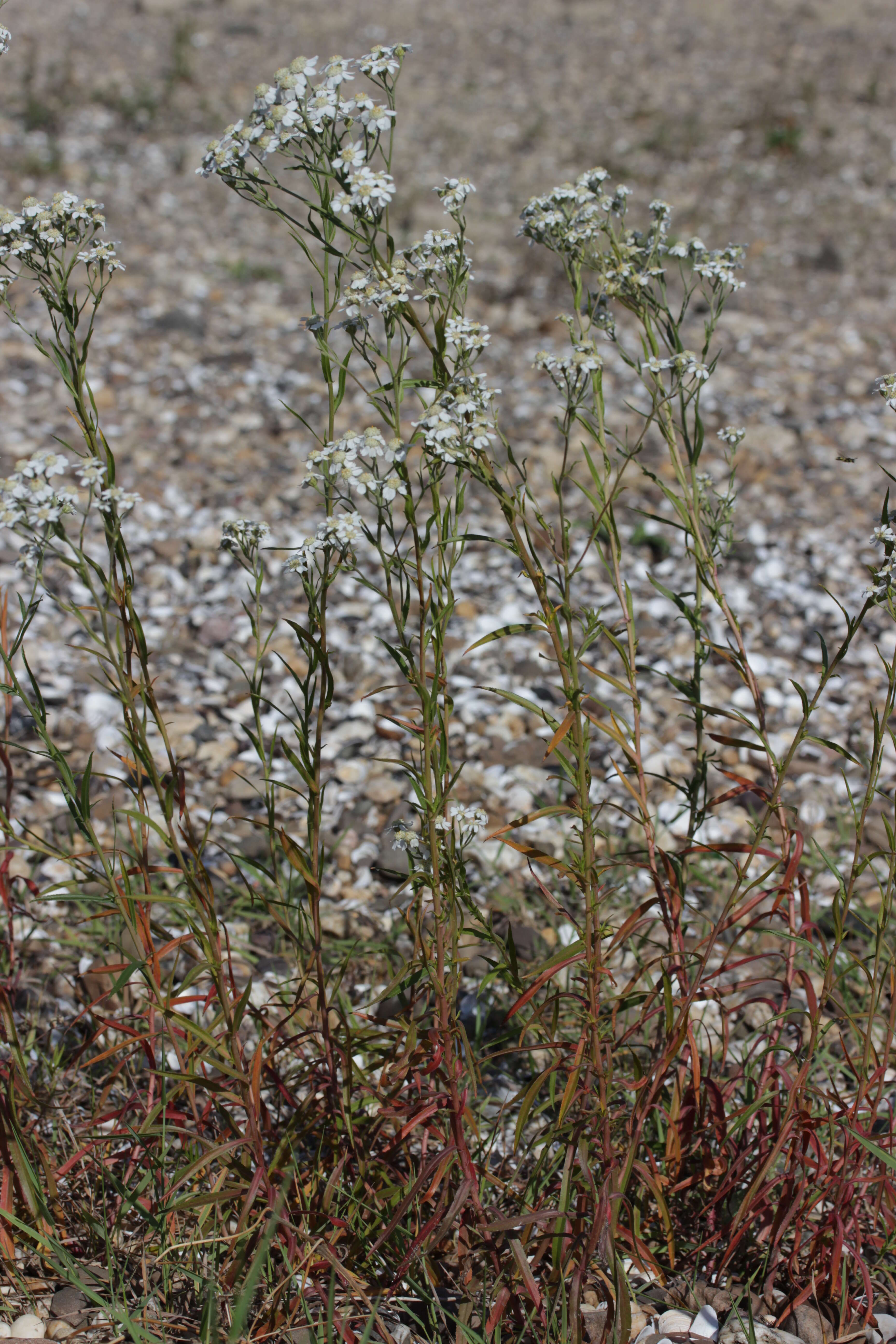 Image of Sneezeweed