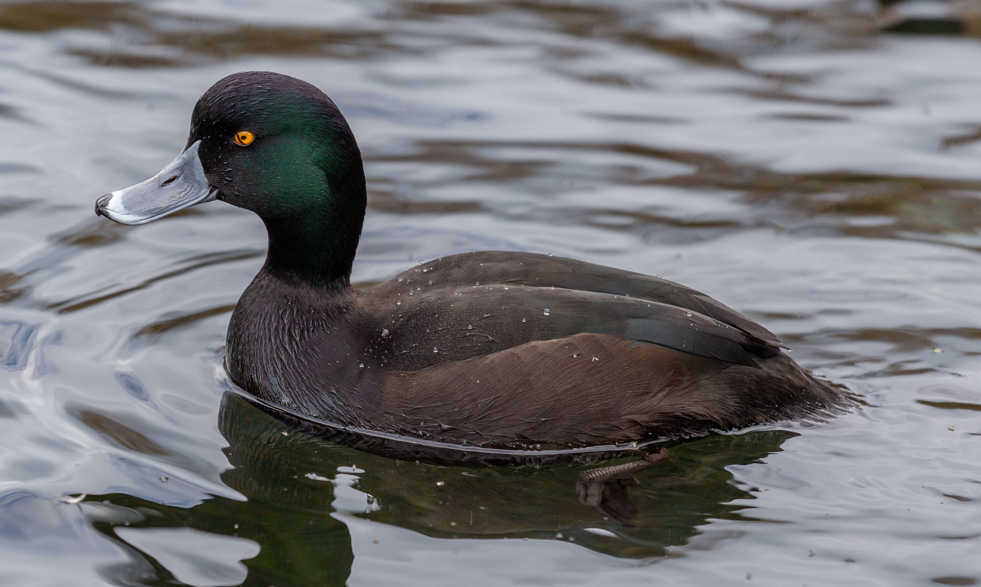 Image of New Zealand Scaup