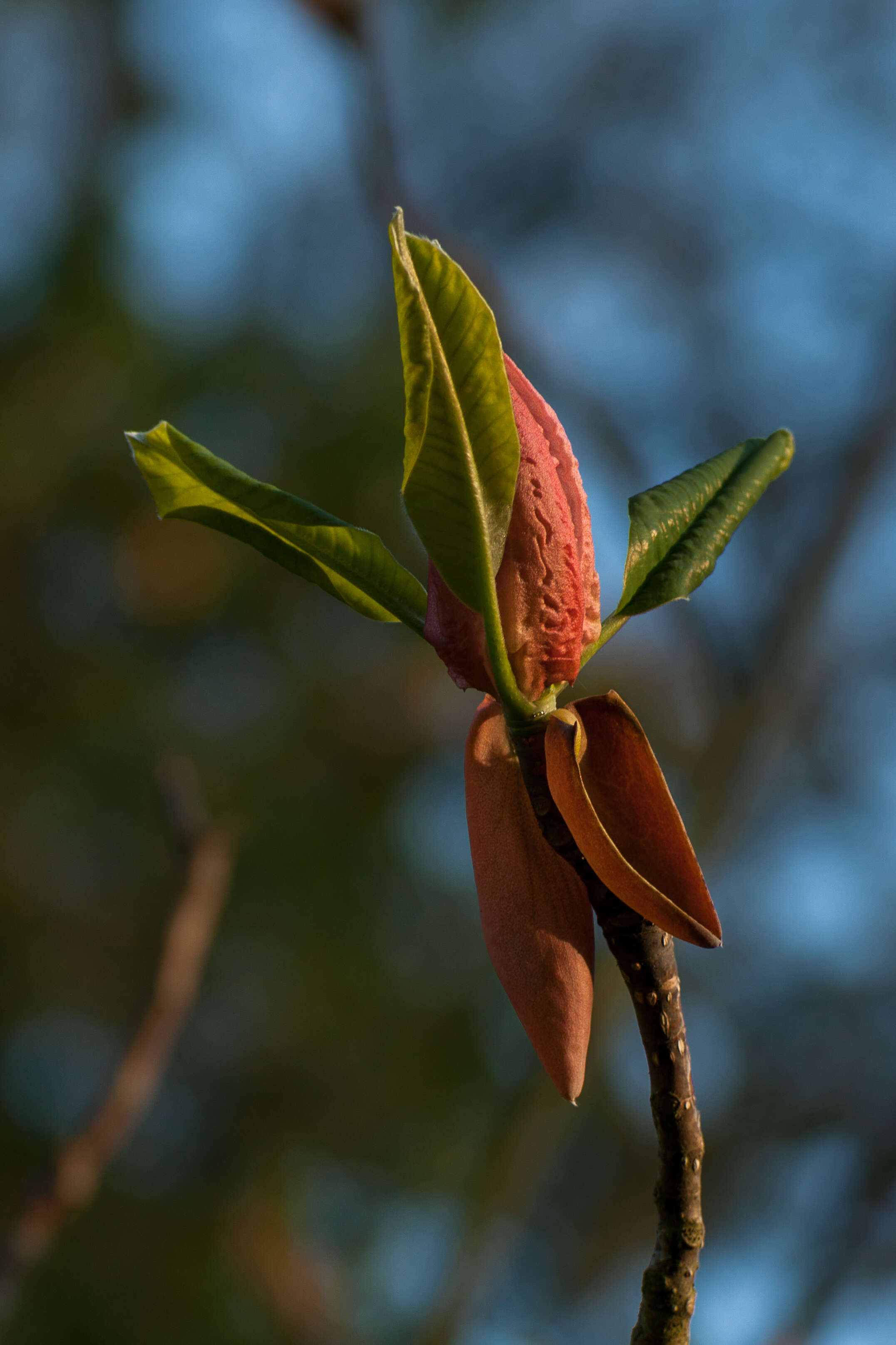 Image of Japanese Big Leaf Magnolia