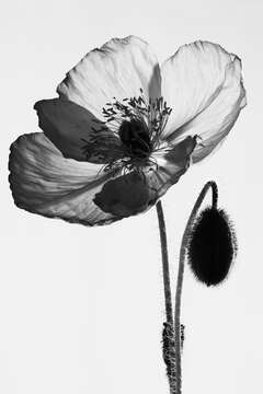 Image of corn poppy