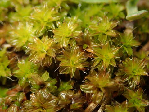 Image of great hairy screw-moss