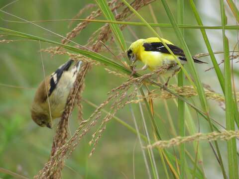 Image of American Goldfinch