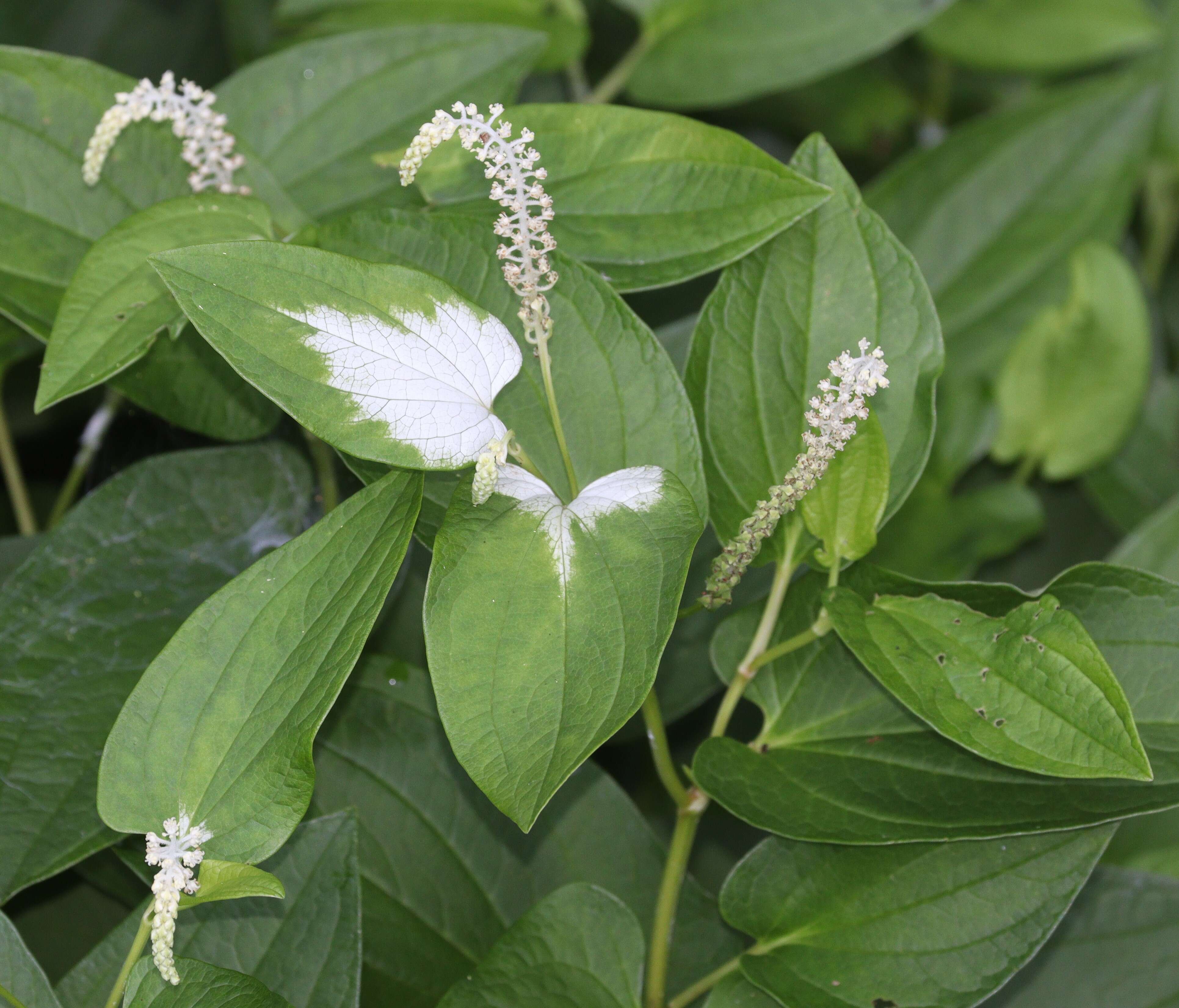 Image of Saururus chinensis (Lour.) Baill.