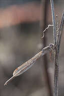 Image of Siberian Winter Damsel