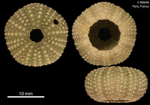 Image of tuft urchin