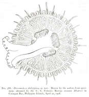 Image of Discomedusa Claus 1877