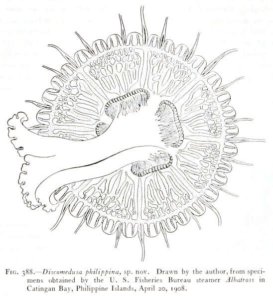 Image of Discomedusa Claus 1877