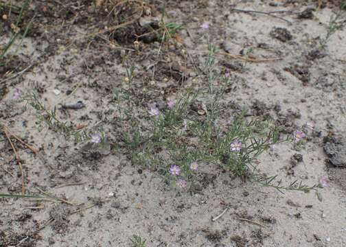 Image of red sandspurry