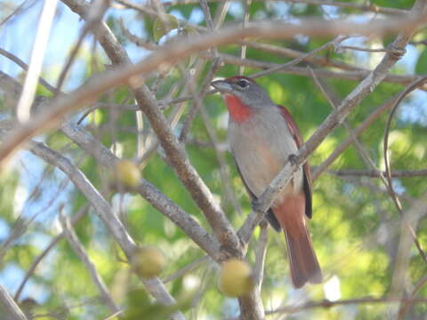 Image of Rose-throated Tanager