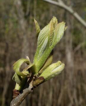 Image of water hickory