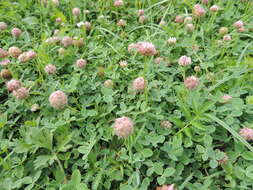 Image of strawberry clover