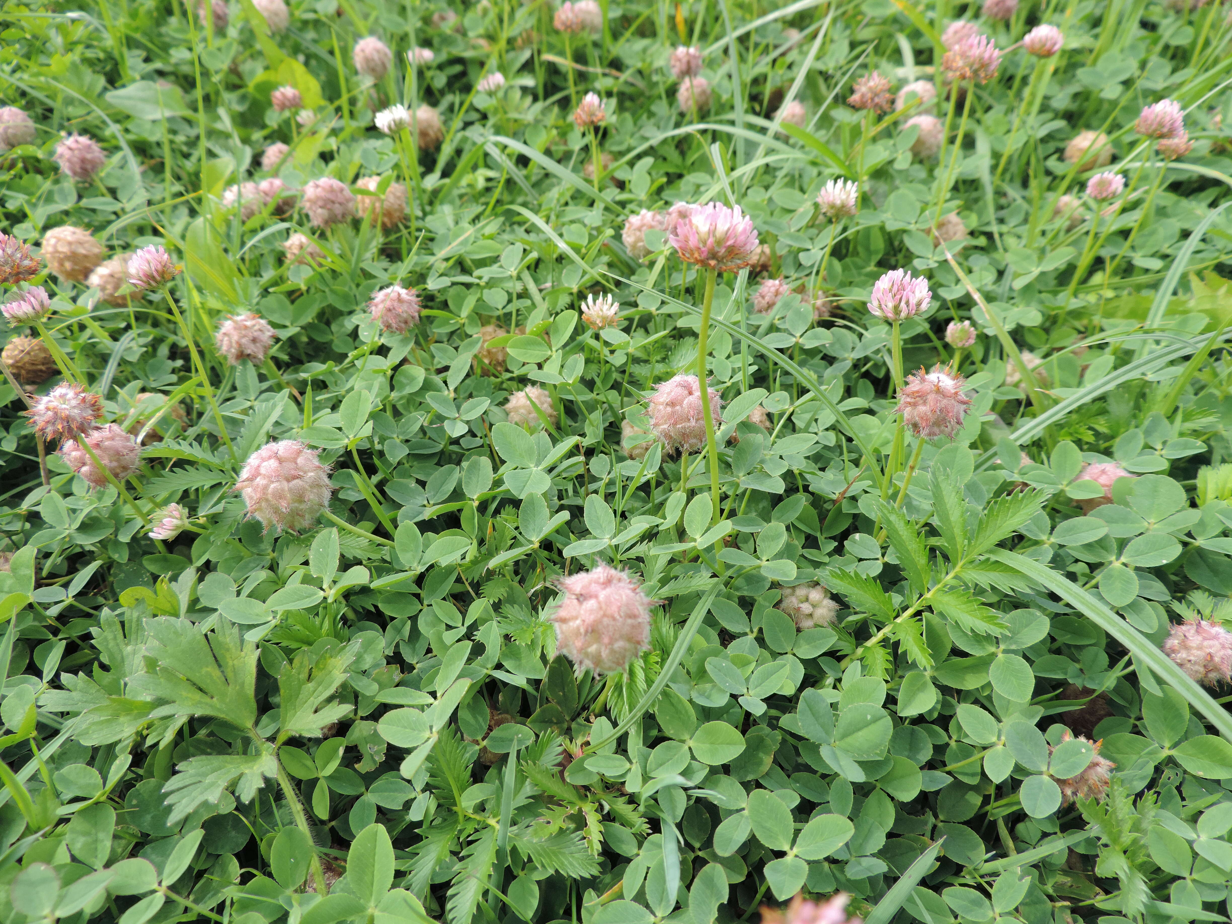 Image of strawberry clover