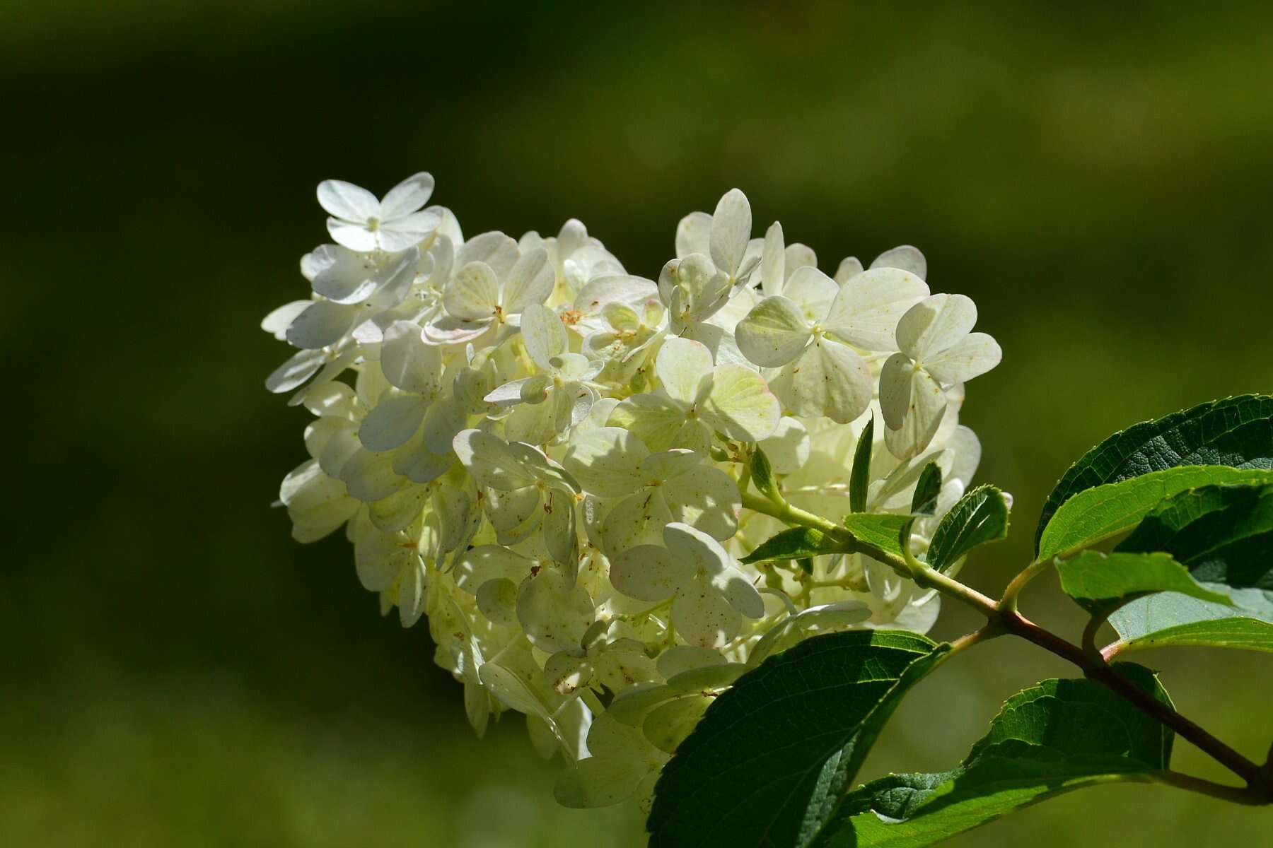 Image of panicled hydrangea