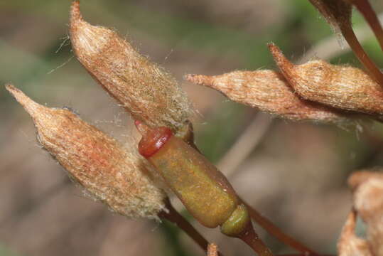 Image of Polytrichum moss