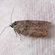 Image of Dull Flatbody Moth